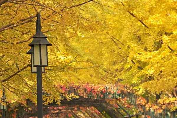 2021北京圓明園銀杏大道在哪里 附最佳觀(guān)賞時(shí)間及地點(diǎn)