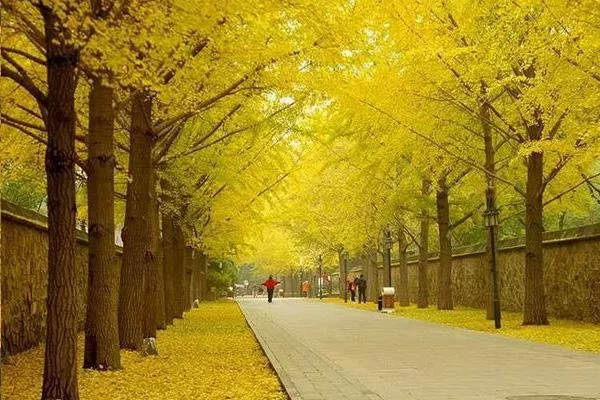 2021北京圓明園銀杏大道在哪里 附最佳觀(guān)賞時(shí)間及地點(diǎn)